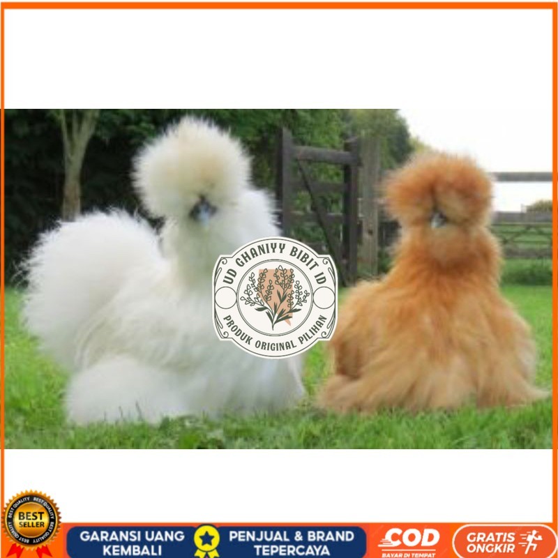 

TELUR AYAM HIAS AMERICAN SILKY UNTUK DI TETASKAN UD GHANIYY BIBIT ID