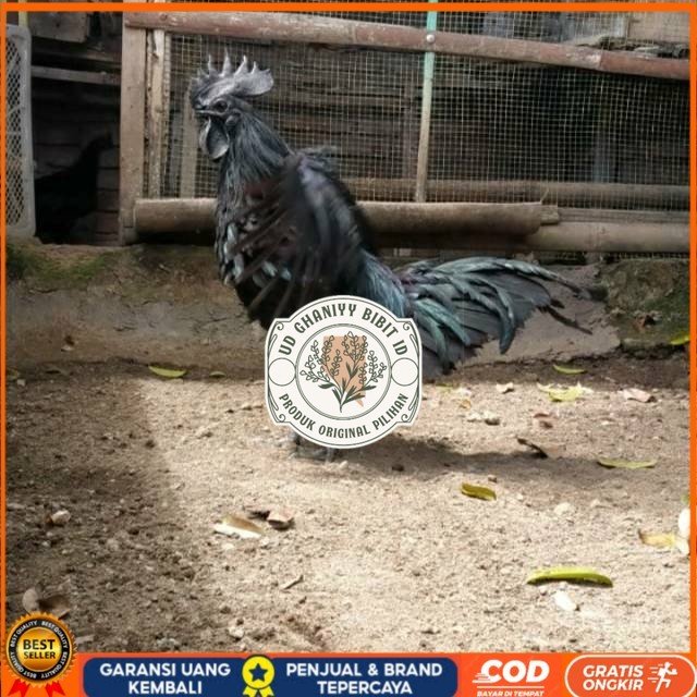 

TELUR AYAM HIAS CEMANI LIDAH HITAM FRESS UD GHANIYY BIBIT ID