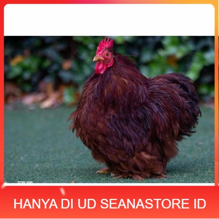 

Telur ayam hias bantam chocin fertil asli siap ditetaskan - bantam chocin UD SEANASTORE ID