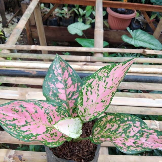 Tanaman hias Aglonema lady valentine - Aglonema valentine