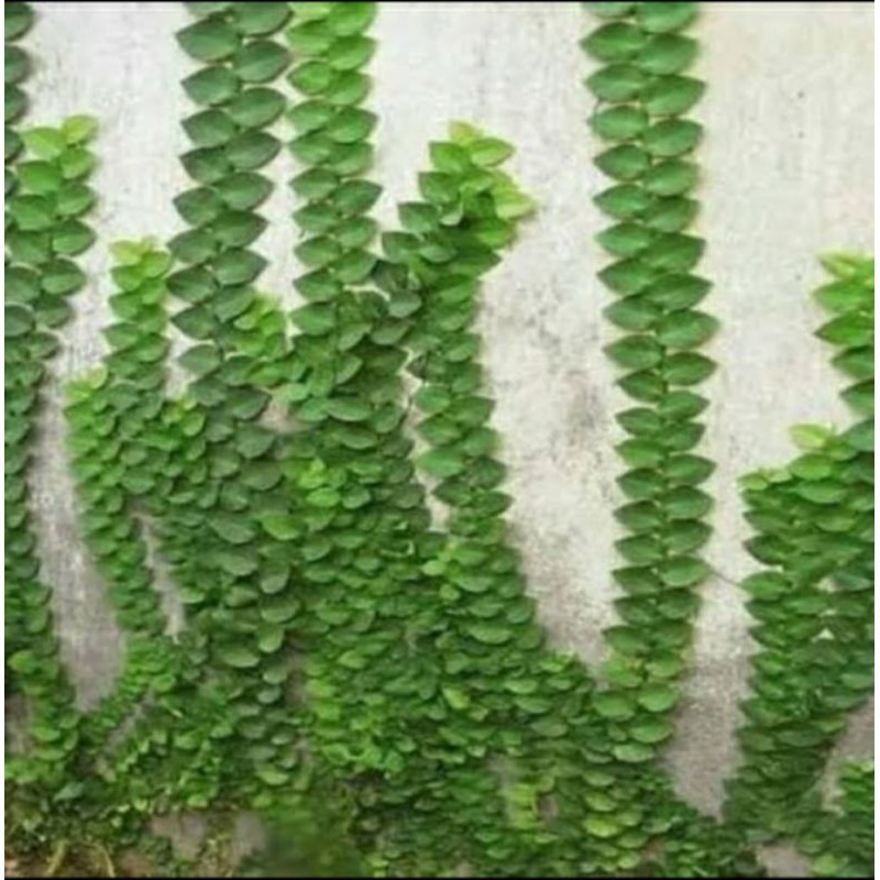 Tanaman hias dollar rambat daun besar nempel dinding