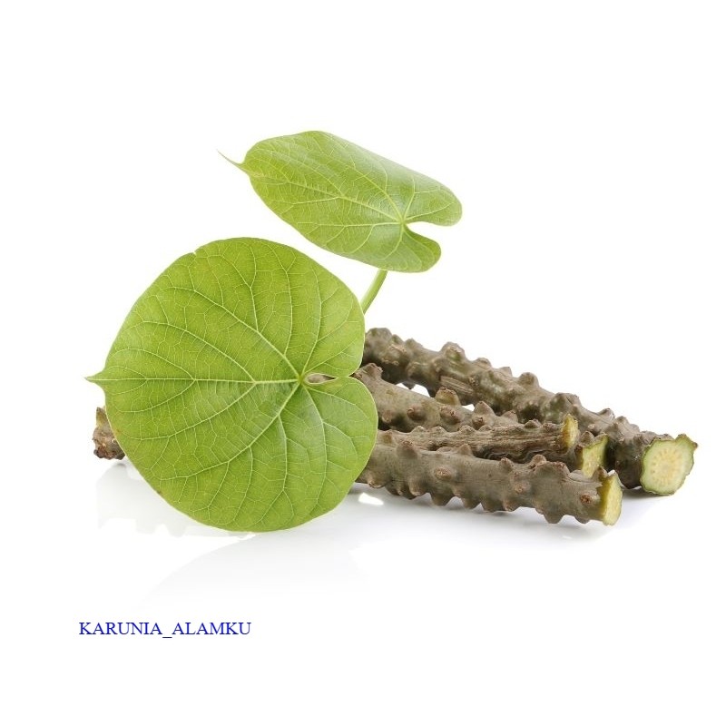 Batrawali / Brotowali / Sapih Asi ( Segar Bebas Pestisida )
