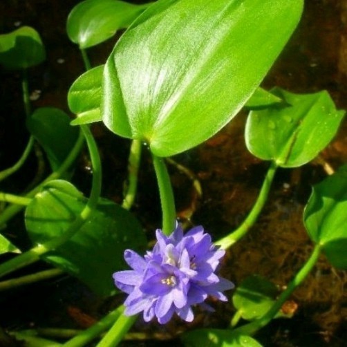 Tanaman eceng sawah perpohon