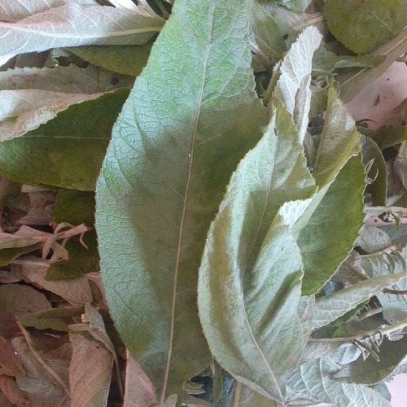 

daun sembung segar 500gr