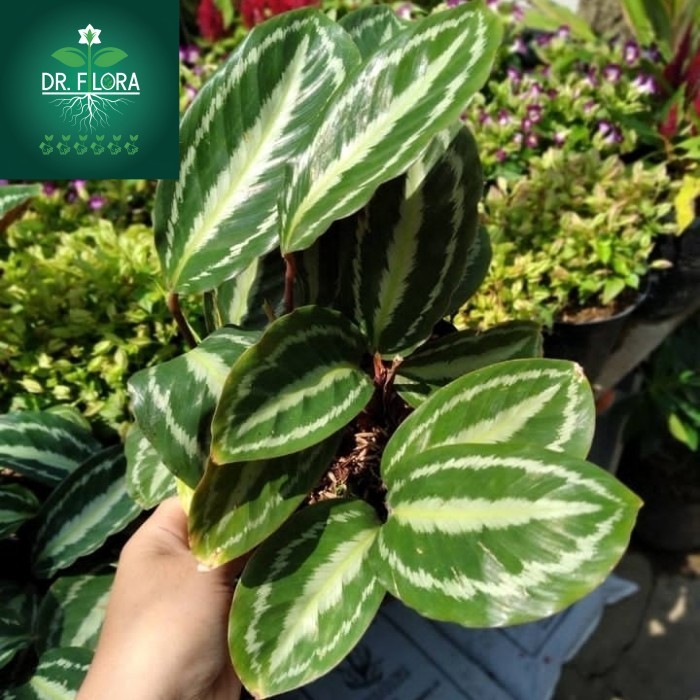 tanaman hias calathea veitchiana