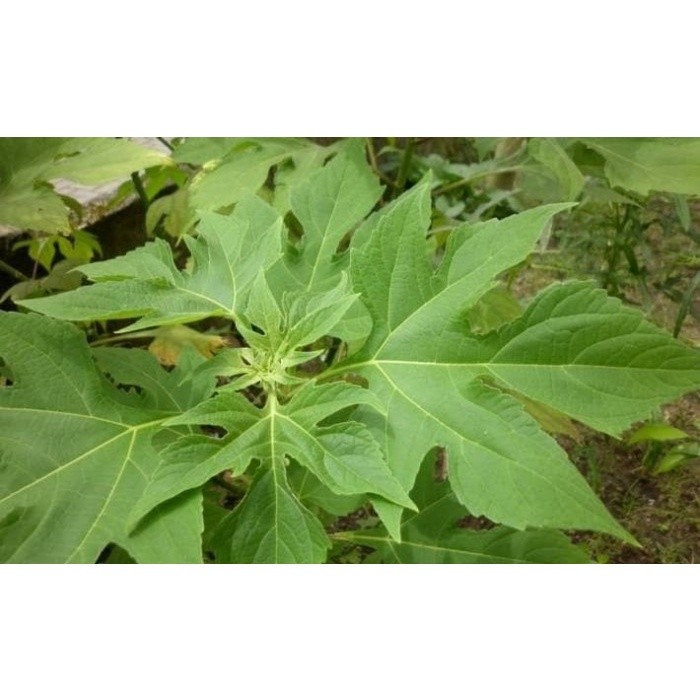 

Baru Daun insulin segar 500gram obat herbal COD Lestari-Desaku