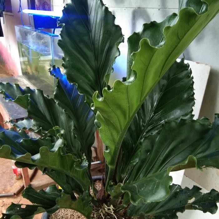 tanaman hias anthurium gelombang cinta size jumbo