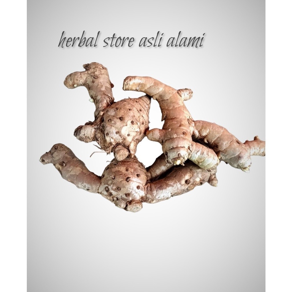 

temu putih/kunyit putih segar (curcuma zedoaria) - S Herbal