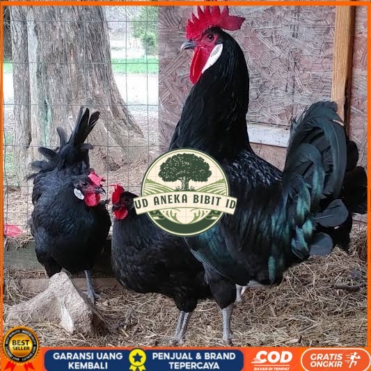 

Telur ayam white face spanish / telur ayam hias fertil siap kirim UD ANEKA BIBIT ID