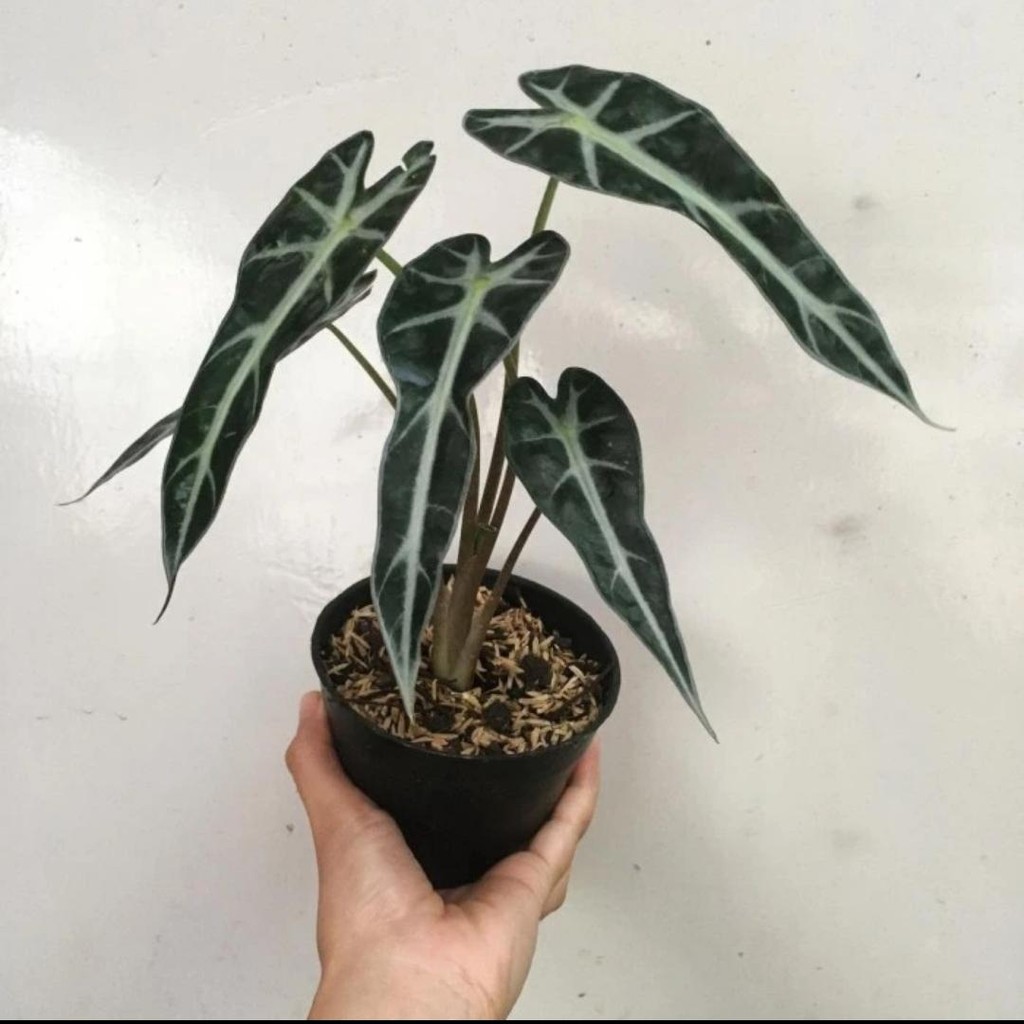 Tanaman Hias Alocasia Bambino - Alocasia Bambino - Alocasia