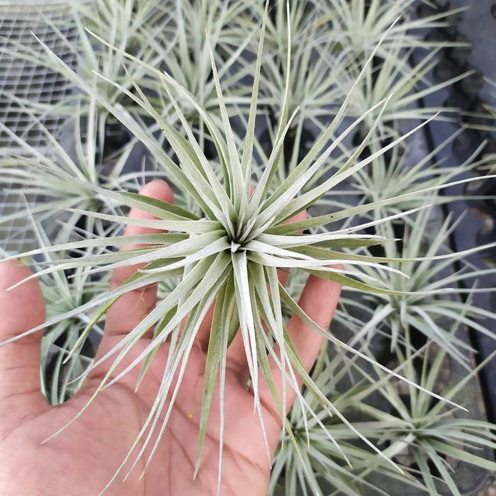 Tillandsia Houston Cotton Candy / tanaman udara air plants