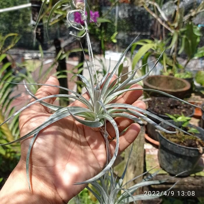 tillandsia houston size M