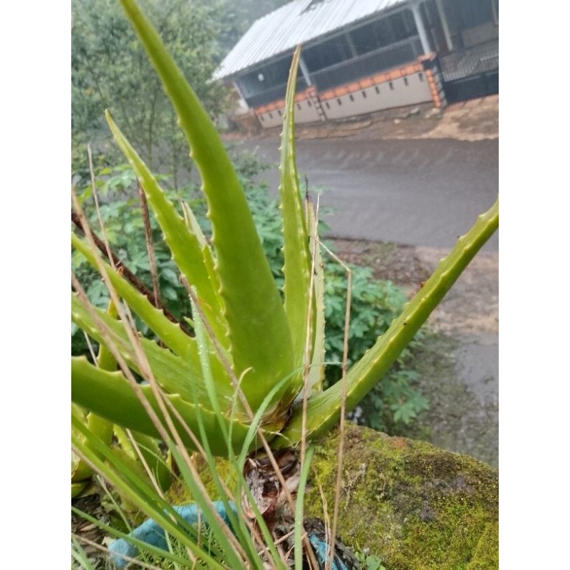 

jual lidah buaya/plepah lidah buaya paket hemat R. M