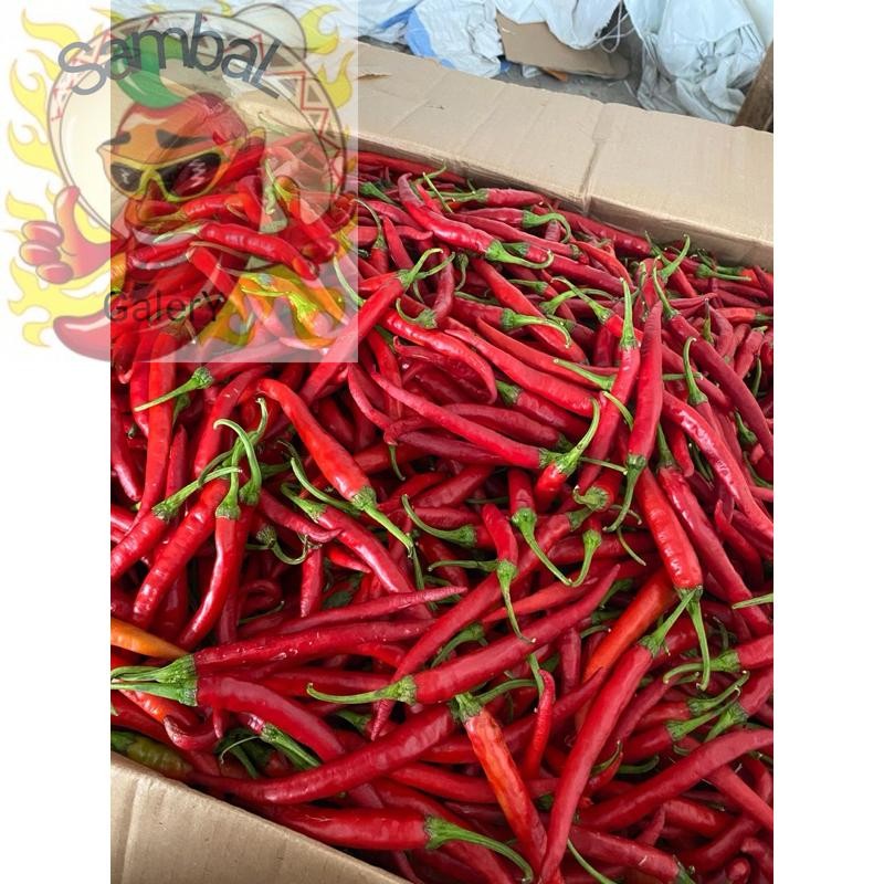 

SambaL GalerY Cabe merah besar TW 1 kg