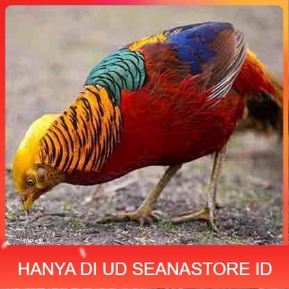 

telur ayam golden pheasant hias fertil siap ditetaskan - golden pheasant UD SEANASTORE ID
