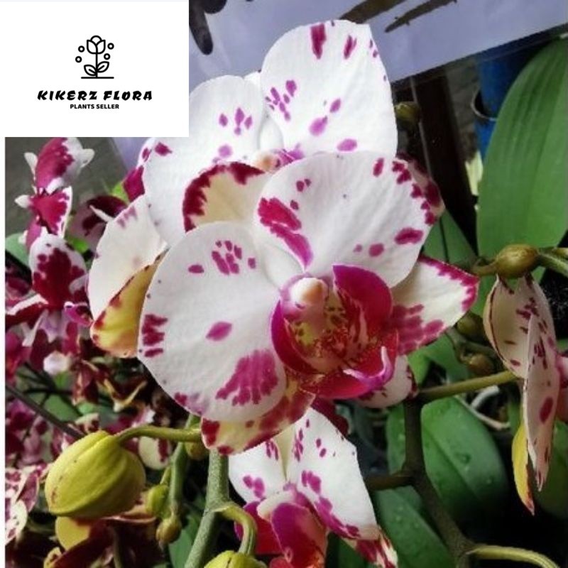 Anggrek bulan dewasa spike siap bunga