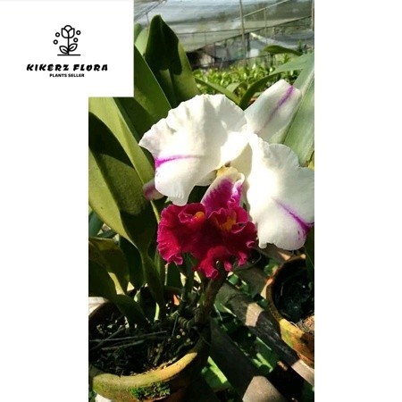 Anggrek Cattleya bunga putih lidah merah dewasa spike + pot Niming tanaman hias