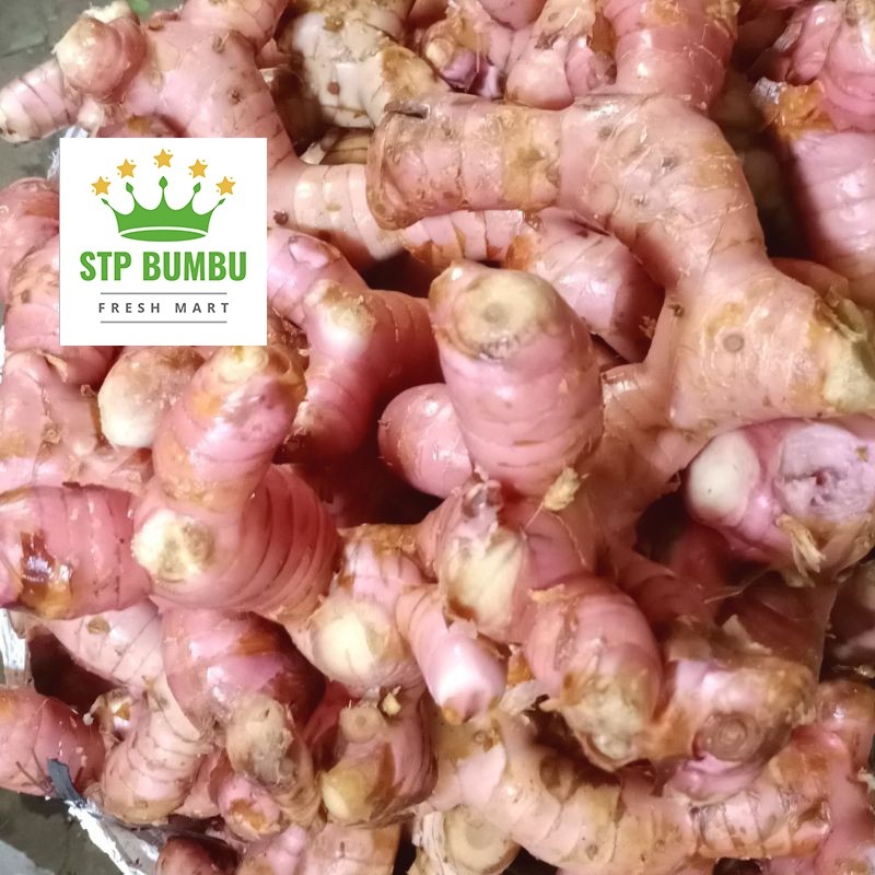 

Lengkuas Muda Merah Segar Super besar 500 gram / Laos