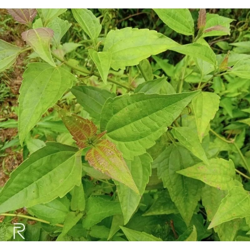 

Daun balakacida segar murah 100gram di ambil dadakan