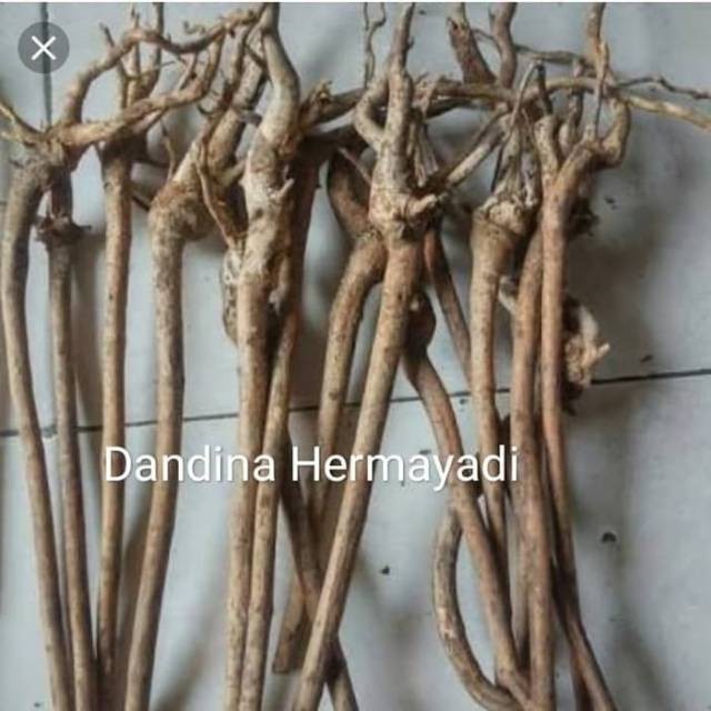 Akar senggani bonggol besar besar