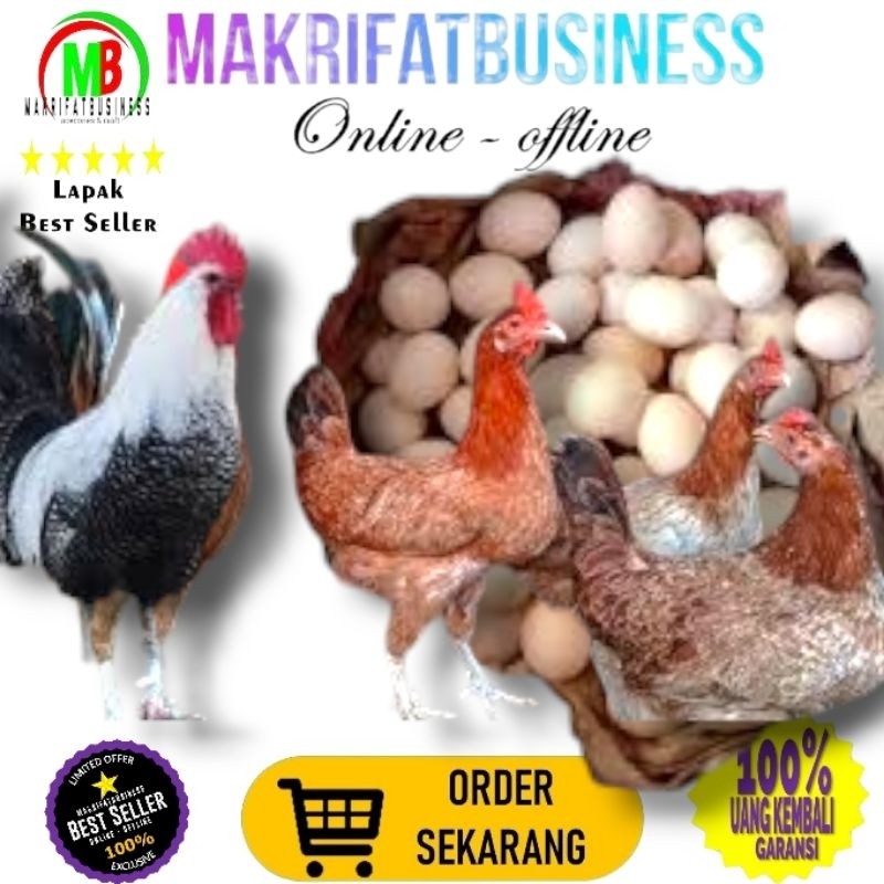 

IMDA HANDICRAFT Paket 1 Pcs Telur FERTIL Ayam ELBA vs AYAM ARAB Untuk Ditetaskan Oleh Farm Profesional