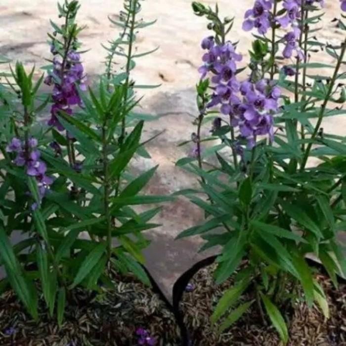 Tanaman hias lavender - Tanaman pengusir nyamuk lavender tanaman
