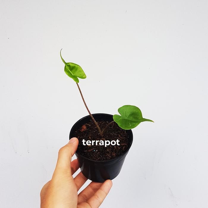 Alocasia Stingray tinggi 15cm