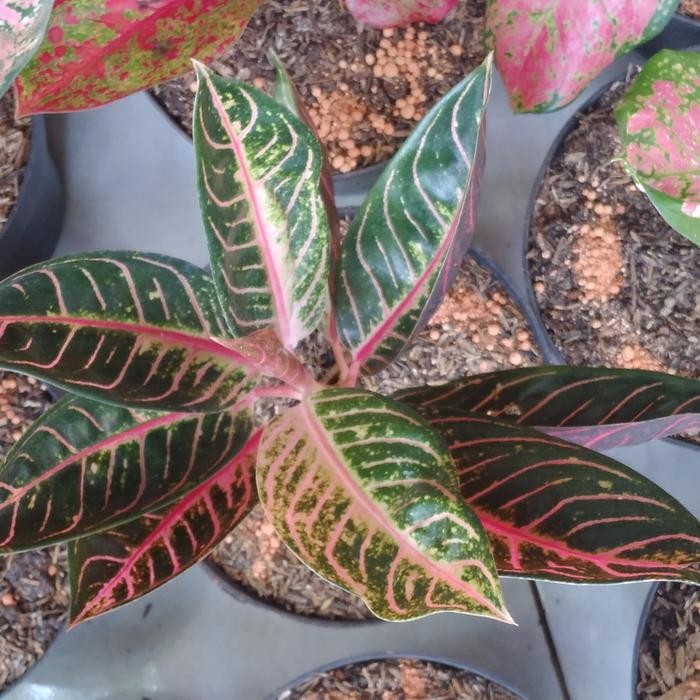 bibit aglonema red sumatra