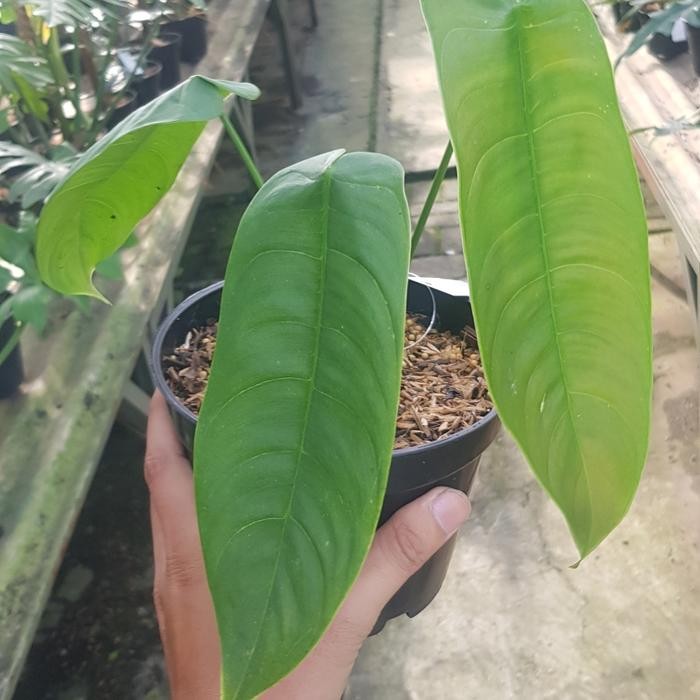 Philodendron Sharoniae