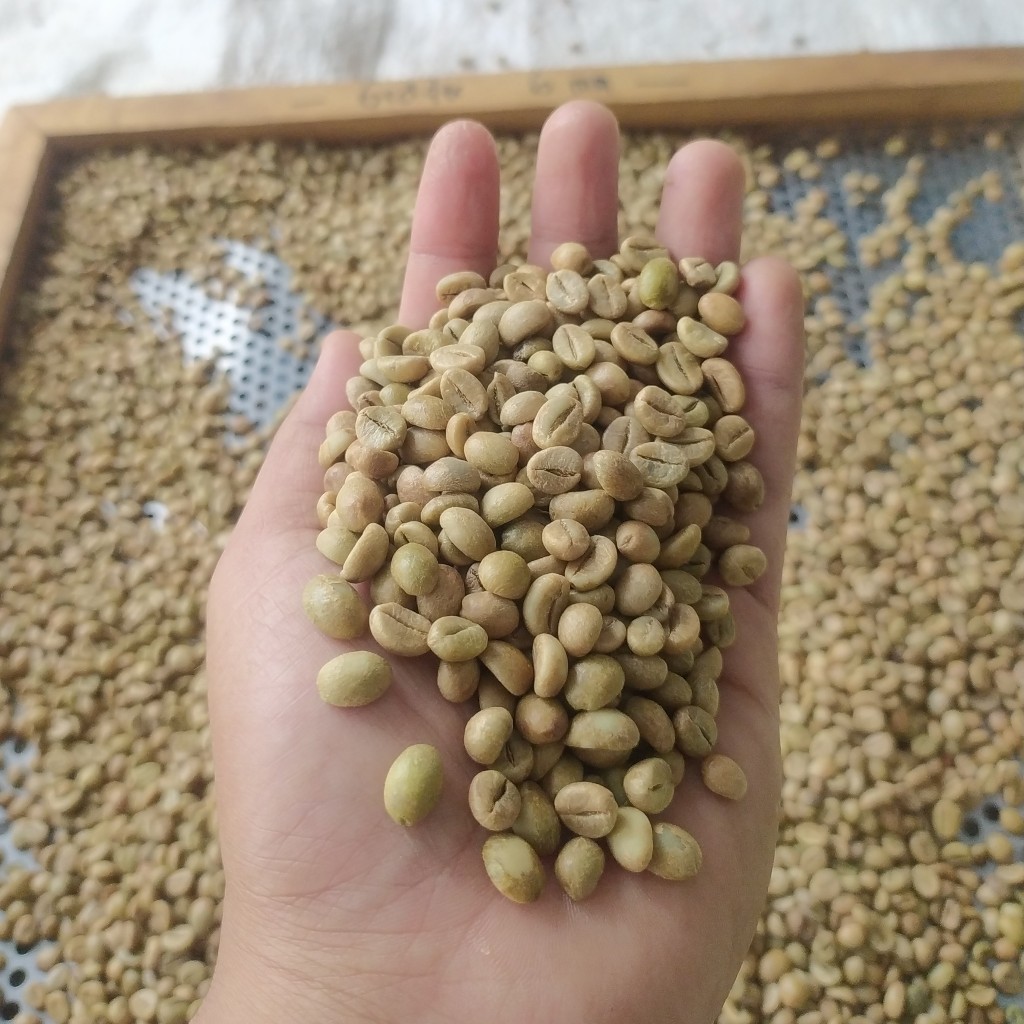 

TERLARIS [ PREMIUM !!! GREEN BEANS ROBUSTA ] 1 Kg Green Bean Kopi Robusta Gunung Kawi / Kopi Robusta Mentah / Kopi OCE Biji Kopi Pilihan (LUNAR ROASTERY)