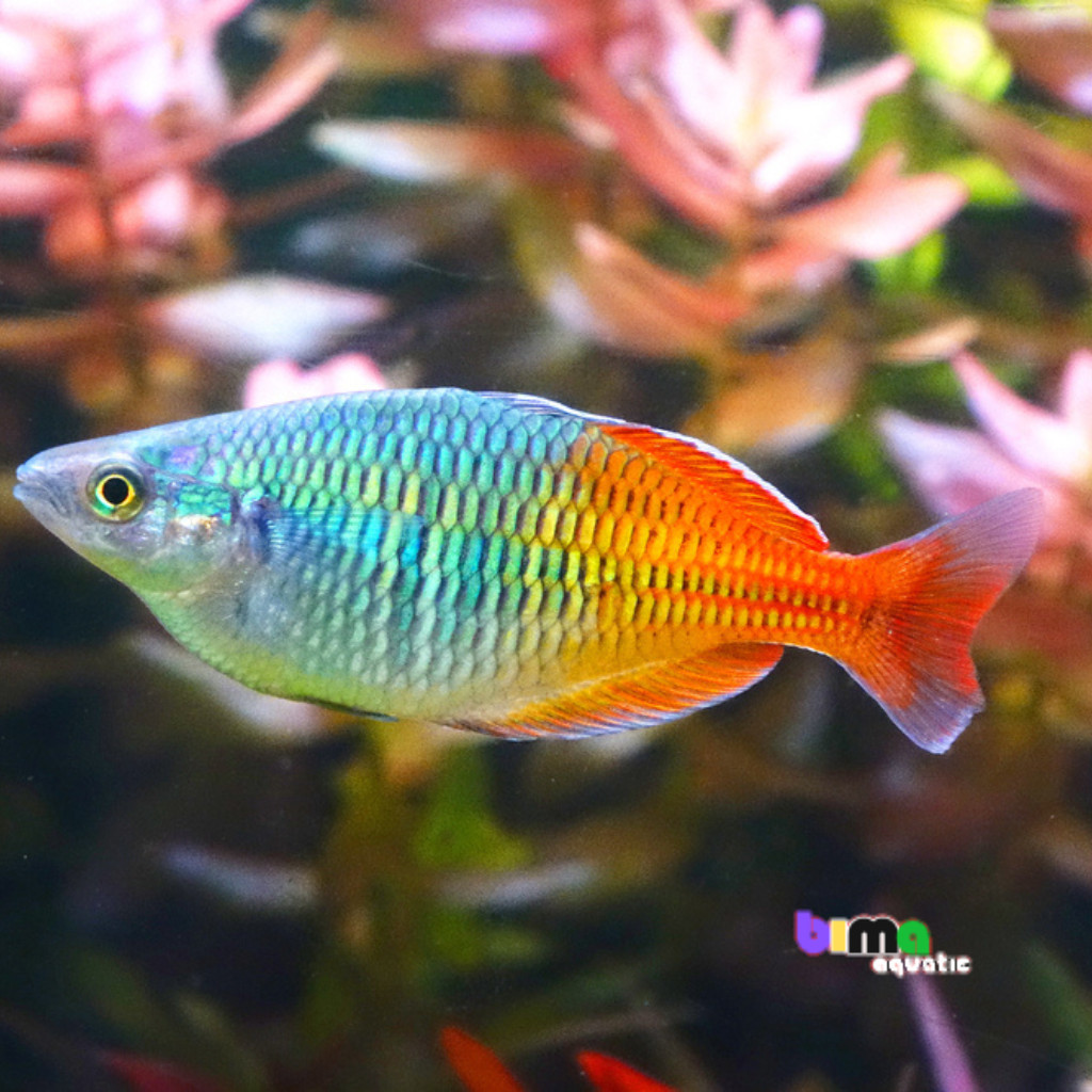 Ikan Hias Bosemani Rainbow - Ikan Hias Air Tawar untuk Akuarium & Aquascape - Rainbow Bosemani, Ikan