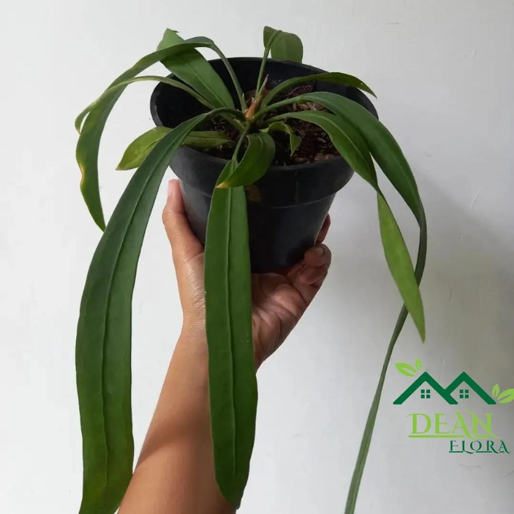 Tanaman Hias Anthurium Dasi - Anthurium Dasi - Pohon Anthurium Dasi