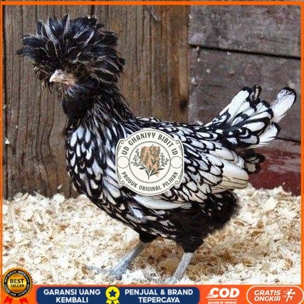 

telur ayam poland hias fertil asli siap ditetaskan - ayam polan UD GHANIYY BIBIT ID