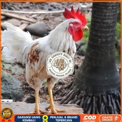 

Telur ayam ketawa dangdut slow gretek siap ditetaskan UD GHANIYY BIBIT ID