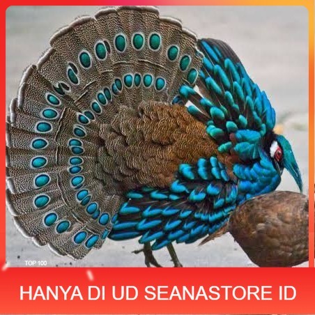 

Telur ayam hias ringneck palawan pheasant fertil bisa ditetaskan Langsung UD SEANASTORE ID