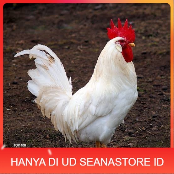 

Telur ayam leghorn white / telur ayam hias / telur fertil siap tetas UD SEANASTORE ID