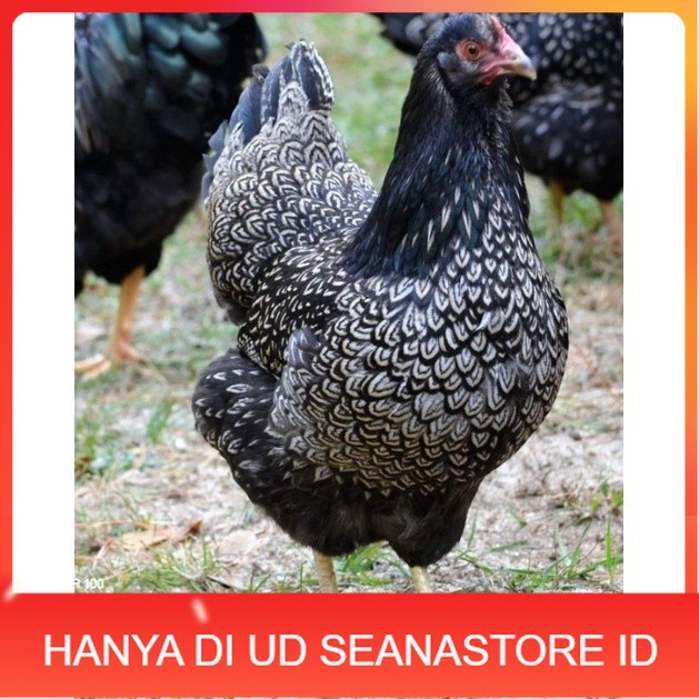 

TELUR AYAM KUP KAMPUNG UNGGUL PETELUR UNTUK DI TETASKAN UD SEANASTORE ID