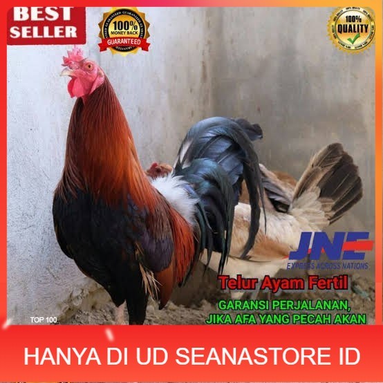 

Telur ayam hias pilipin fertil siap ditetaskan Langsung UD SEANASTORE ID