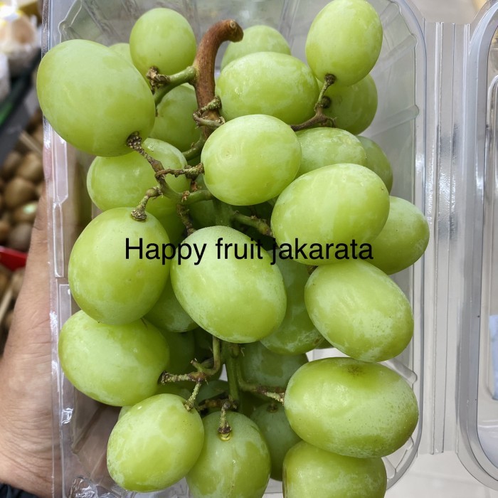 

Anggur hijau garing manis | anggur autum crispy manis garing 1 kg