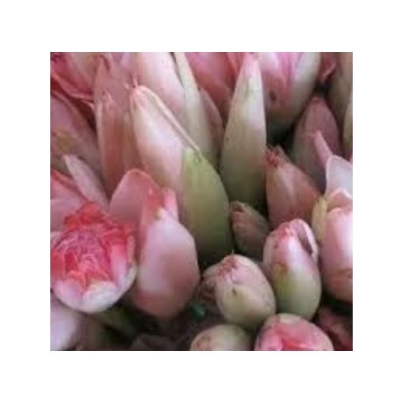 

bunga kecombrang segar