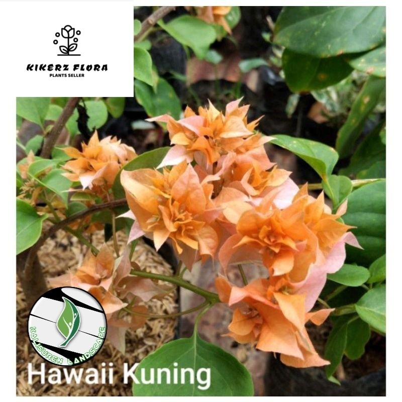 READYTANAMAN HIAS BUGENVIL BUNGA KERTAS//HAWAI KUNING