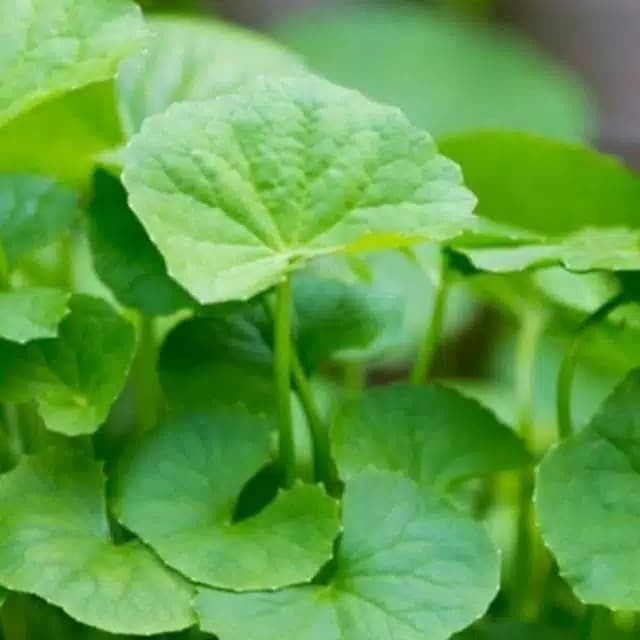 

daun pegagan 150gram