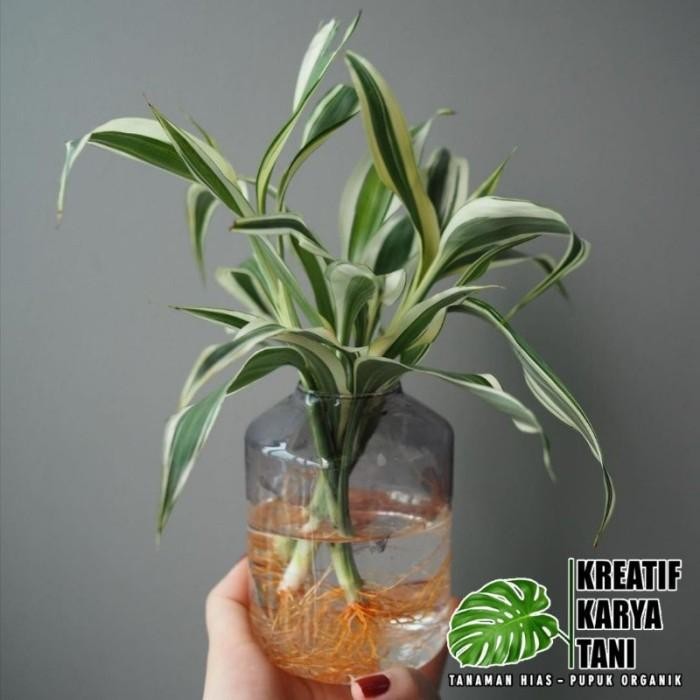 Bambu hoki varigata tanaman hidup di air - Bambu hoki varigata