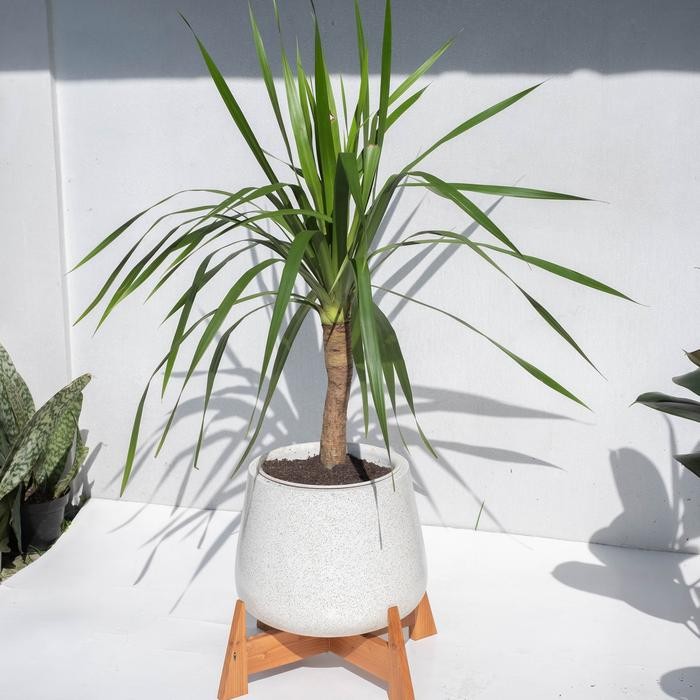 Tanaman Pandan Bali - Pot Plastik