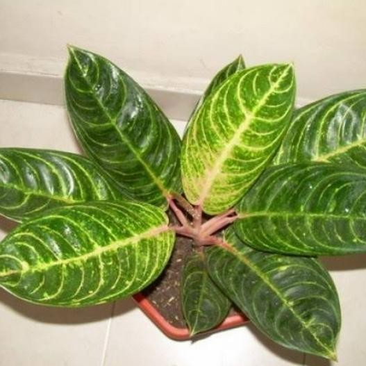 aglonema madam suroyo