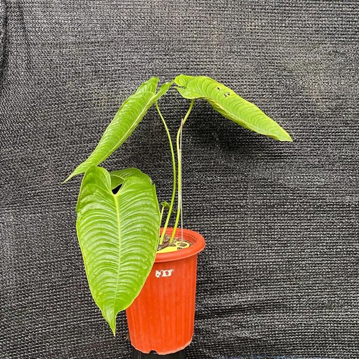 Anthurium Veitchii Super Narrow Ecuador - D