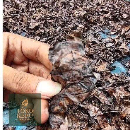 Daun ketapang Olahan minimal beli 100gr