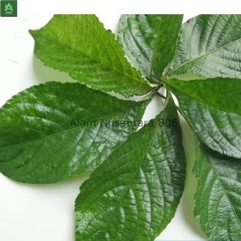 

Daun Keji Beling Segar - pecah beling per LEMBAR - AN