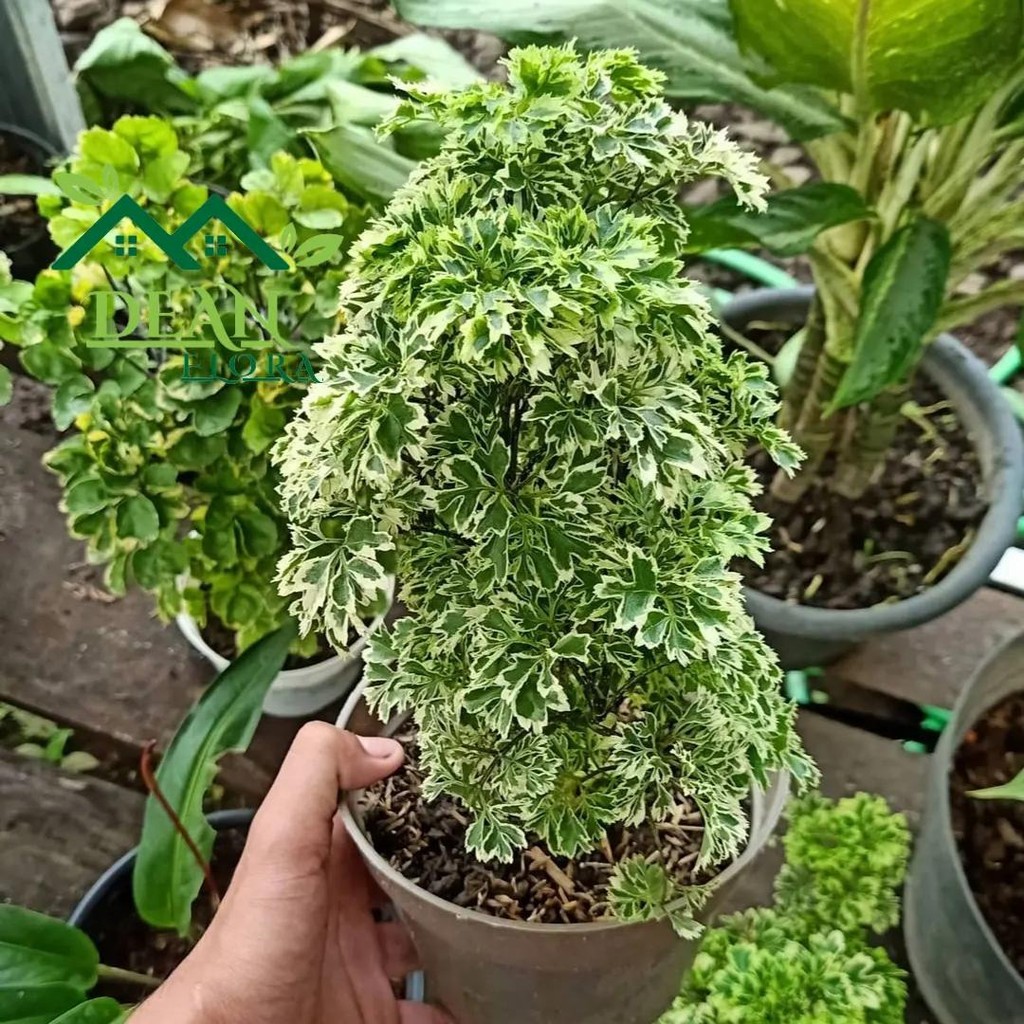 Tanaman Hias Andong Laut Variegata - Andong Laut Variegata - Andong