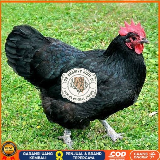 

Telur ayam black australorp fertil asli siap ditetaskan UD GHANIYY BIBIT ID